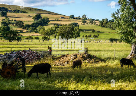 Des moutons paissant dans un champ avec une toile de colline, entre Castleton et de l'espoir dans le Peak District, Derbyshire, Angleterre, Royaume-Uni. Banque D'Images