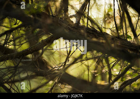 Close-up de branches sur un arrière-plan flou vert Banque D'Images