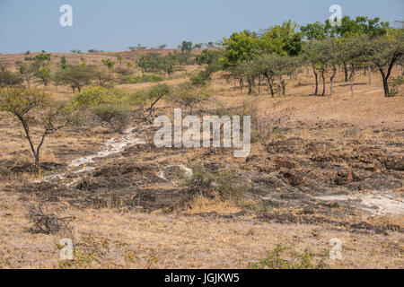 Mayureshwar est un petit sanctuaire de la faune près de Pune qui prend en charge une petite population de l'Ours, la Gazelle indienne indiens et loups. Banque D'Images