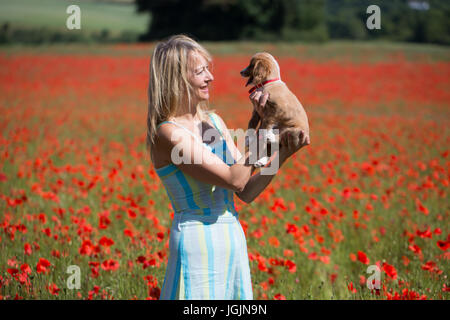 Farningham, Kent, Royaume-Uni. 7 juillet, 2017. Elizabeth Cooper photographiée avec 11 semaines chiot cockapoo Le PIP dans un champ de coquelicots à Farningham, Kent, aujourd'hui. Rob Powell/Alamy Live News Banque D'Images