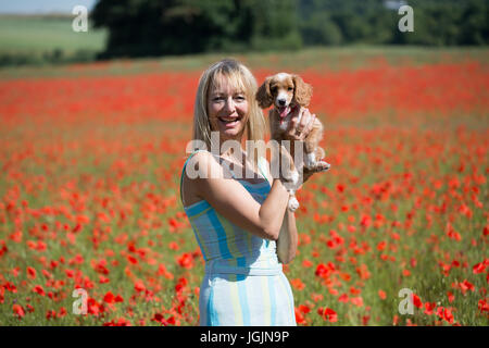 Farningham, Kent, Royaume-Uni. 7 juillet, 2017. Elizabeth Cooper photographiée avec 11 semaines chiot cockapoo Le PIP dans un champ de coquelicots à Farningham, Kent, aujourd'hui. Rob Powell/Alamy Live News Banque D'Images