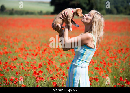 Farningham, Kent, Royaume-Uni. 7 juillet, 2017. Elizabeth Cooper photographiée avec 11 semaines chiot cockapoo Le PIP dans un champ de coquelicots à Farningham, Kent, aujourd'hui. Rob Powell/Alamy Live News Banque D'Images