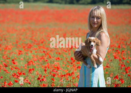 Farningham, Kent, Royaume-Uni. 7 juillet, 2017. Elizabeth Cooper photographiée avec 11 semaines chiot cockapoo Le PIP dans un champ de coquelicots à Farningham, Kent, aujourd'hui. Rob Powell/Alamy Live News Banque D'Images