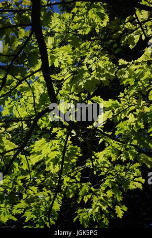 Branche anglaise rétro-éclairée de chêne dans Full Leaf par le mur romain d'Exeter. Devon, Royaume-Uni. Juillet 2017. Banque D'Images