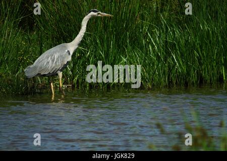 Héron cendré Ardea cinerea, chasse à Bowling Green Marsh réserver. Topsham, Devon, UK. Juillet, 2017. Banque D'Images