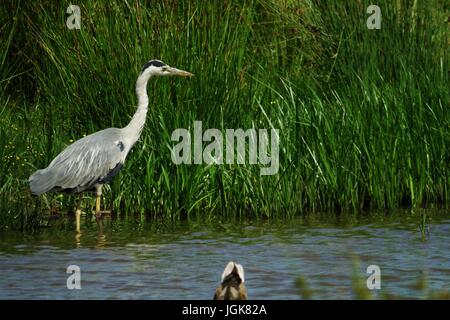 Héron cendré Ardea cinerea, chasse à Bowling Green Marsh réserver. Topsham, Devon, UK. Juillet, 2017. Banque D'Images