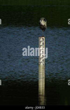 Héron cendré Ardea cinerea, perché au sommet de marqueur du niveau d'eau. Bowling Green Marsh, Topsham, Devon, UK. Juillet, 2017. Banque D'Images