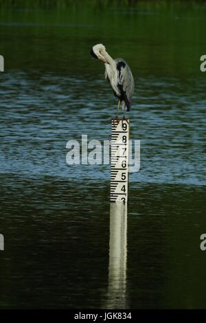 Héron cendré Ardea cinerea, perché au sommet de marqueur du niveau d'eau. Bowling Green Marsh, Topsham, Devon, UK. Juillet, 2017. Banque D'Images