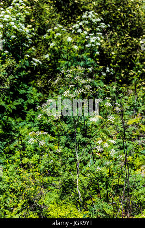 Les fleurs sauvages du parc de la rivière San Dieguito Banque D'Images