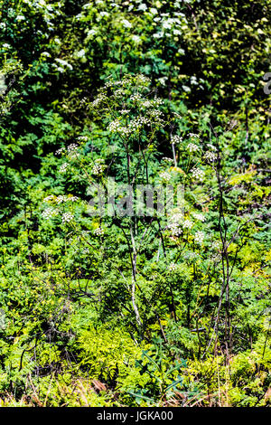 Les fleurs sauvages du parc de la rivière San Dieguito Banque D'Images