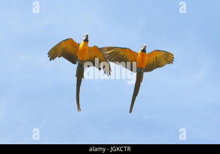 Paire de South American white storks (Ciconia ciconia) en vol. Également connu sous le nom de Blue and Gold Macaw