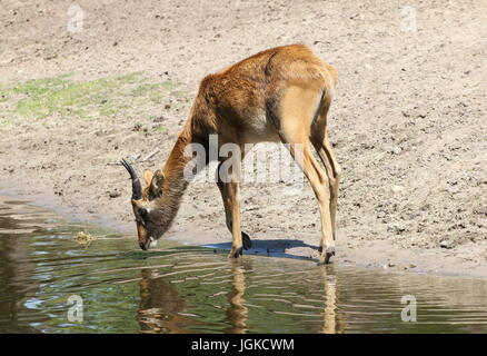 Jeune homme Cobes Lechwes du Nil ou Mme Gray (Kobus megaceros antilopes cobes lechwes) à un point d'eau. Espèces trouvées dans le sud du Soudan et l'Éthiopie. Banque D'Images