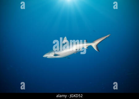 Requin océanique flottant dans les eaux profondes de bleu avec du soleil Banque D'Images