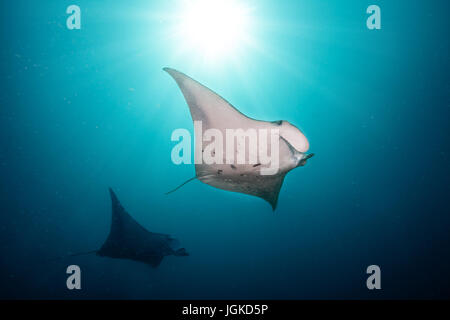 Belles grandes raies manta flottant dans l'océan bleu profond, de l'océan Indien, les Maldives Banque D'Images