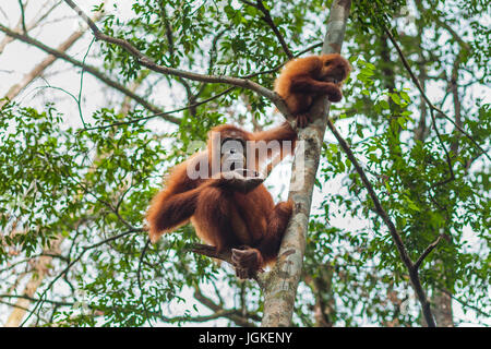 Dans l'orang-outan de Sumatra les forêts sauvages Banque D'Images