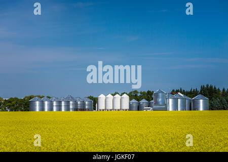 Les cellules à grain ferme dans un champ de canola jaune près de MIami, au Manitoba, Canada. Banque D'Images