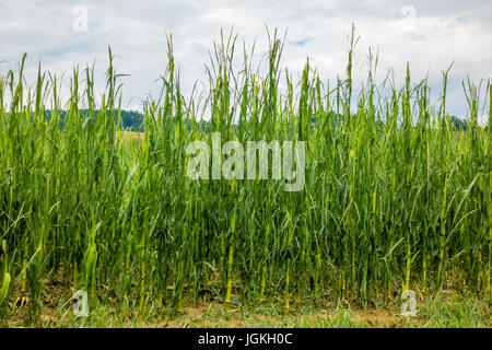 Champ de maïs gravement endommagé en forte tempête de grêle, des récoltes ruinées, feuilles de maïs déchiquetés par la grêle et étendue sur le sol Banque D'Images