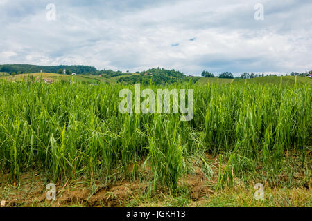 Champ de maïs gravement endommagé en forte tempête de grêle, des récoltes ruinées, feuilles de maïs déchiquetés par la grêle et étendue sur le sol Banque D'Images