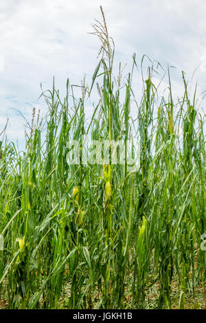 Champ de maïs gravement endommagé en forte tempête de grêle, des récoltes ruinées, feuilles de maïs déchiquetés par la grêle et étendue sur le sol Banque D'Images