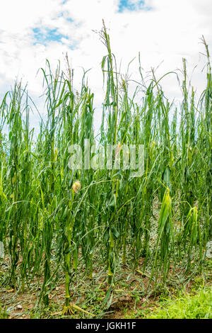 Champ de maïs gravement endommagé en forte tempête de grêle, des récoltes ruinées, feuilles de maïs déchiquetés par la grêle et étendue sur le sol Banque D'Images