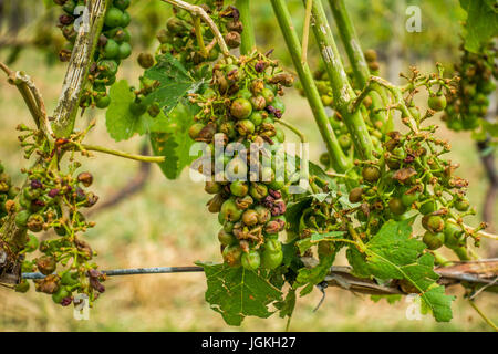 Vignoble et les raisins endommagés et des récoltes détruites après une tempête de grêle détruisant la majeure partie de la récolte. Les plantes devront être treate Banque D'Images