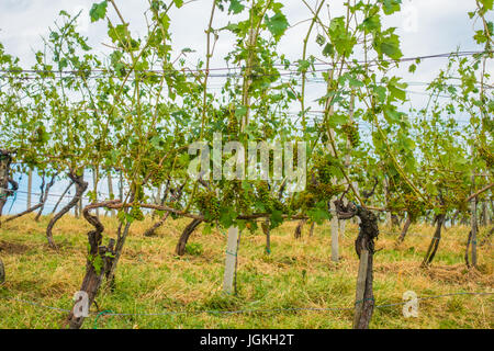 Vignoble et les raisins endommagés et des récoltes détruites après une tempête de grêle détruisant la majeure partie de la récolte. Les plantes devront être treate Banque D'Images