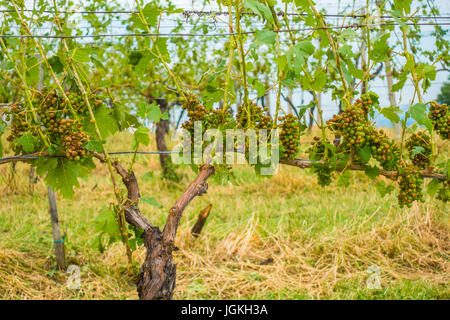 Vignoble et les raisins endommagés et des récoltes détruites après une tempête de grêle détruisant la majeure partie de la récolte. Les plantes devront être treate Banque D'Images