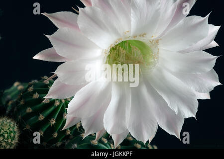 Gros plan d'une belle fleur de cactus Banque D'Images