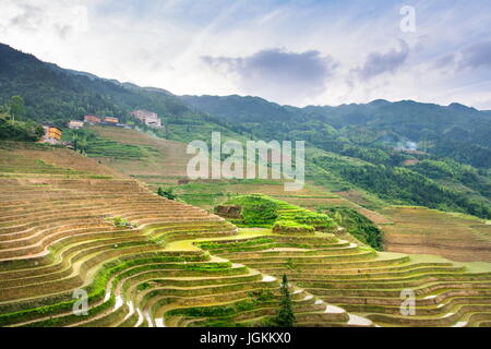 Champ de riz en terrasses dans la région de Longji, Guilin, Guangxi Chine Banque D'Images