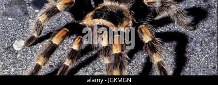 RS 5801. Origines ; couleurs ; couleurs ; Affichage ; Mexican Red Knee Brachypelma smithi Tarantula spider, l'État de Jalisco, Mexique, Banque D'Images