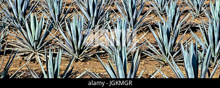 RS 5772. Origines ; couleurs ; couleurs ; écran ; l'Agave (Maguey) Bleu Cactus, pour la production de Tequila, Jalisco, Mexique Banque D'Images