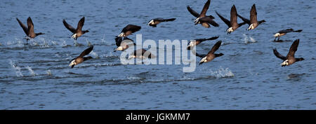 RS 4709. Origines ; couleurs ; couleurs ; Affichage ; Brent Geese, Norfolk, UK Banque D'Images