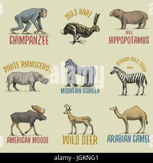 Gorille sauvage, l'orignal ou élan eurasien, chameau et les cerfs, zèbres avec chimpanzé et rhinocéros, gravé à la main en lièvre vieux croquis, style vintage animaux. logo ou emblèmes, étiquette rétro et d'un insigne. Illustration de Vecteur