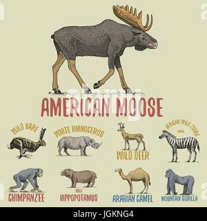 Gorille sauvage, l'orignal ou élan eurasien, chameau et les cerfs, zèbres avec chimpanzé et rhinocéros, gravé à la main en lièvre vieux croquis, style vintage animaux. logo ou emblèmes, étiquette rétro et d'un insigne. Illustration de Vecteur
