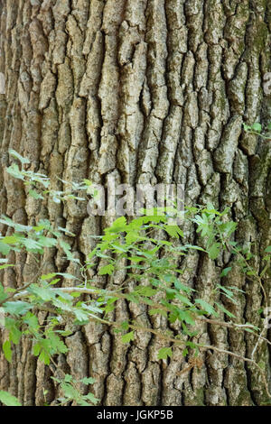 Les feuilles avec de l'écorce des arbres la texture fond Banque D'Images