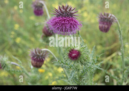 Les fleurs tombantes chef du chardon pourpre attrayants, Carduus nutans Banque D'Images