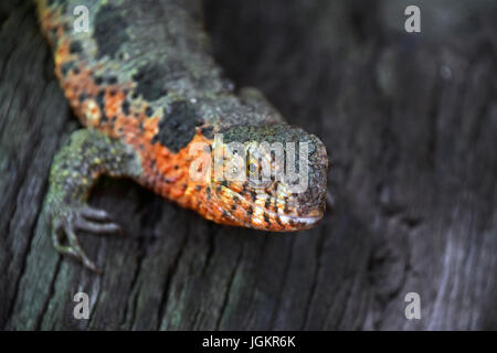 Portrait Chinois de lézard crocodile sur arbre (crocodilurus commun), high angle view Banque D'Images