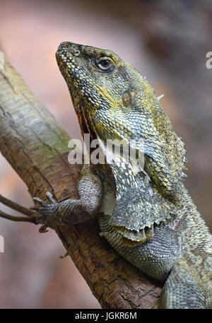 Close up portrait Portrait d'Australian frilled-cou lizard sur arbre (Chlamydosaurus kingie plumeuse plumeuse, lézard, dragon ou agama plumeuse), faible Banque D'Images