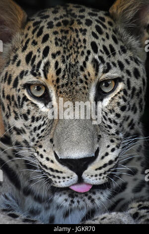 Face à face close up portrait of Amur Leopard (Panthera pardus orientalis), mâle, looking at camera et montrant la langue, low angle view Banque D'Images