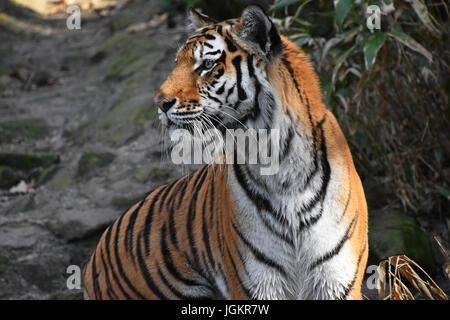 Close up portrait portrait of Siberian Tiger (Amur tiger, Panthera tigris altaica) sur les roches, pierres et forêt Banque D'Images