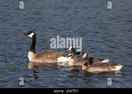 Canada Goose nager avec les oisons son plumage d'adulte (Branta canadensis) Banque D'Images