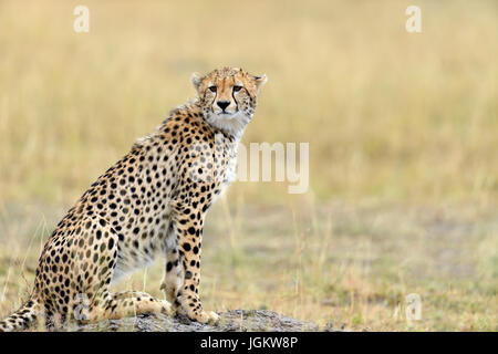 Cheetah sur les herbages dans le parc national de l'Afrique Banque D'Images