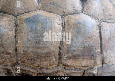 Close up turtle shell détail de texture Banque D'Images