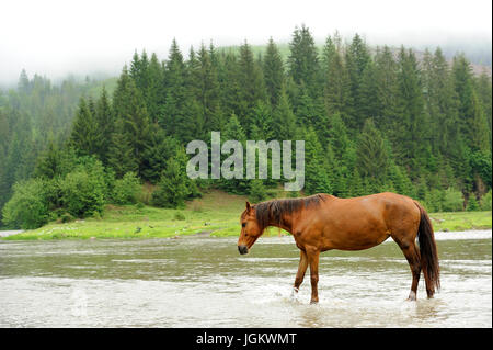 Un cheval dans une rivière sur un fond de montagnes Banque D'Images