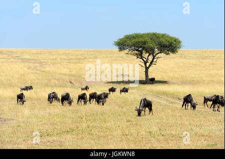 Les gnous dans la savane, le parc national du Kenya, Afrique Banque D'Images