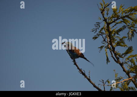 Lilac-breasted roller Banque D'Images