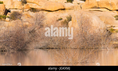 Les roches de granit et d'un abreuvoir peu profond dans le parc national Joshua Tree, California, USA Banque D'Images