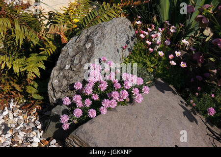 ARMERIA MARITIMA. L'épargne. SEA ROSE. Banque D'Images