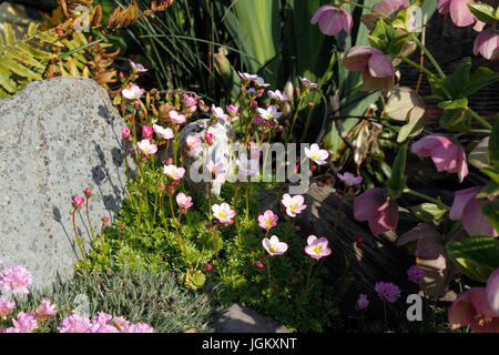 SAXIFRAGA. SAXIFRAGE à feuilles opposées. Plante ALPINE Banque D'Images