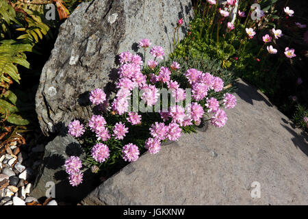 ARMERIA MARITIMA. L'épargne. SEA ROSE. Banque D'Images